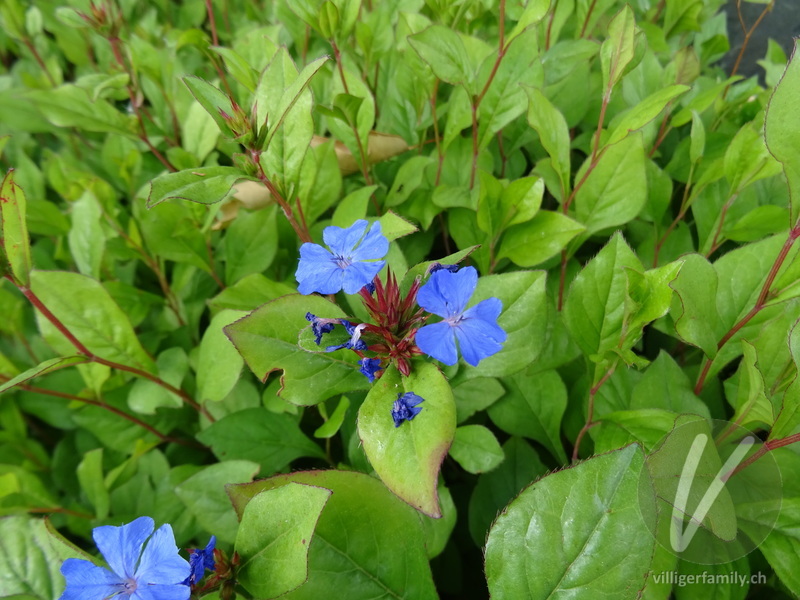 Chinesische Bleiwurz: Übersicht